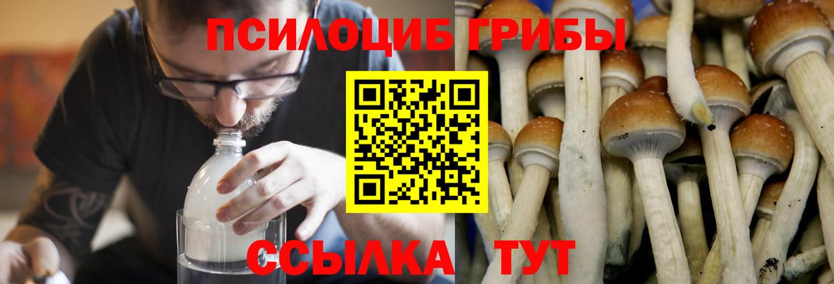 Псилоцибиновые грибы прущие грибы Тосно